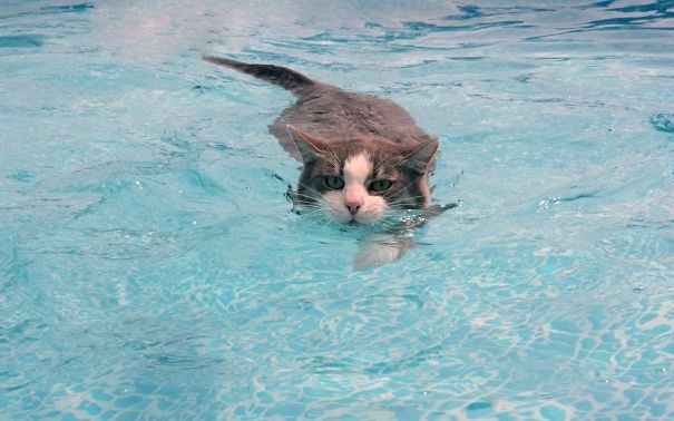 Những khoảnh "cười ra nước mắt" của những con vật bơi lội trong nước-4