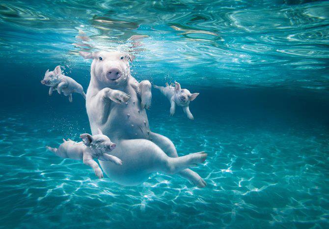 Những khoảnh "cười ra nước mắt" của những con vật bơi lội trong nước-1