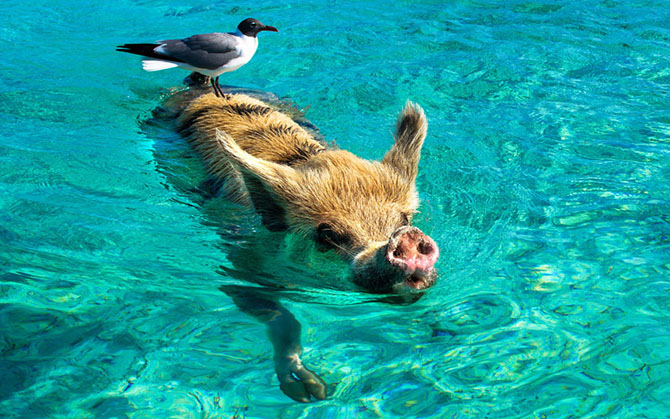 Những khoảnh "cười ra nước mắt" của những con vật bơi lội trong nước-2