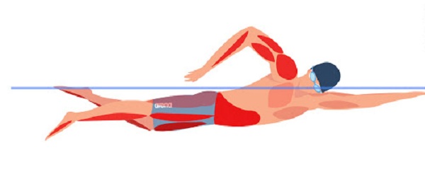 kỹ thuật chân trong bơi trườn sấp